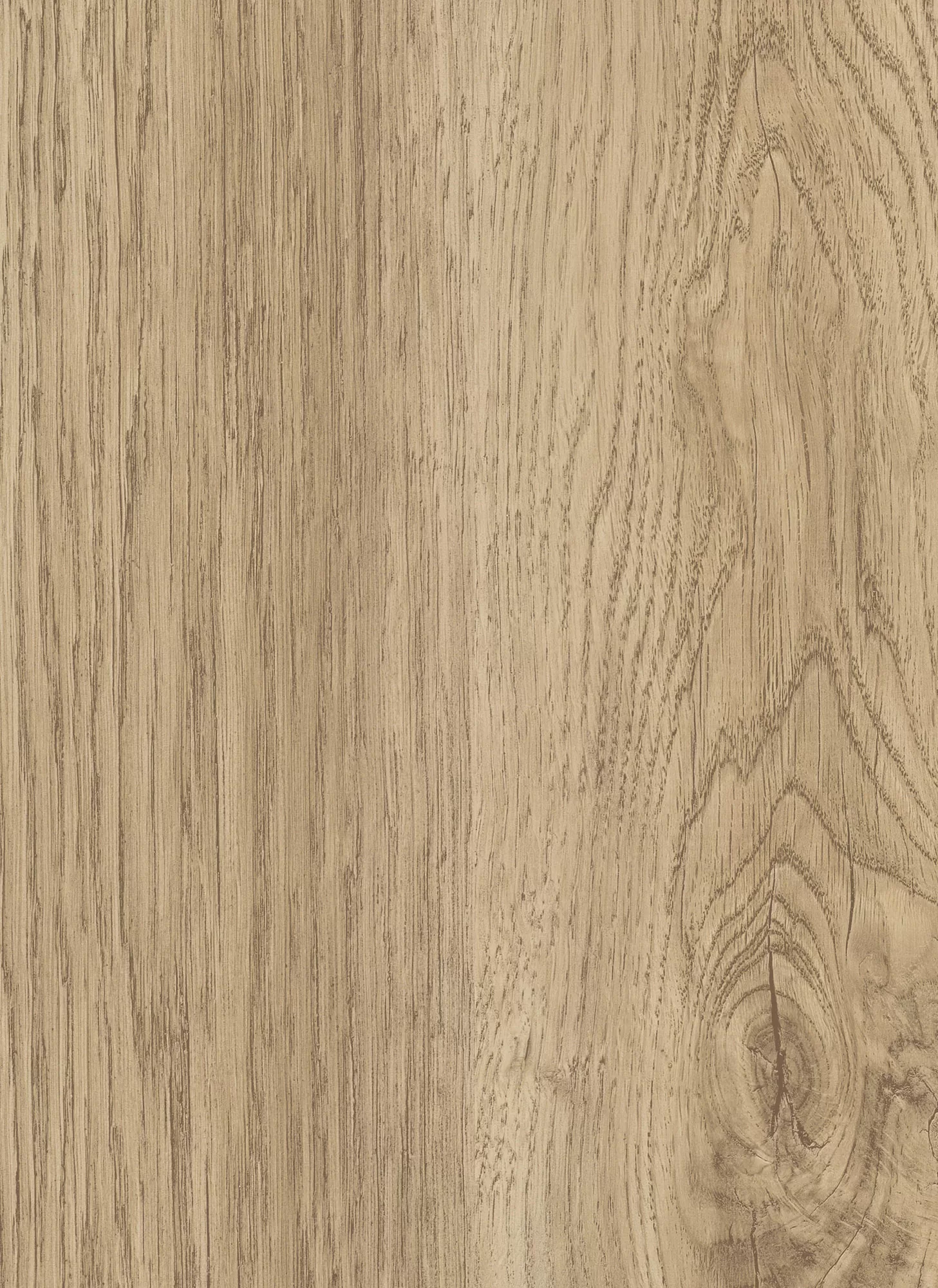 2669 sand rovere 1 1 jpg